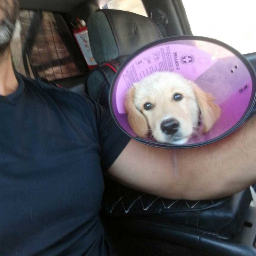GOLDIE: THE PUPPY HIT BY A CAR