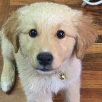 GOLDIE: THE PUPPY HIT BY A CAR