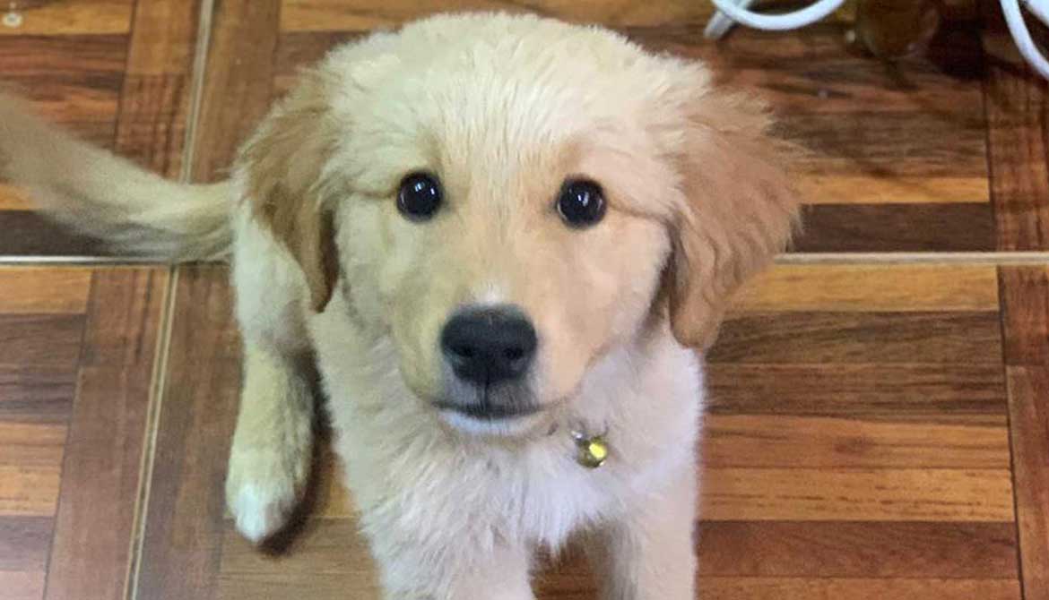 GOLDIE: THE PUPPY HIT BY A CAR