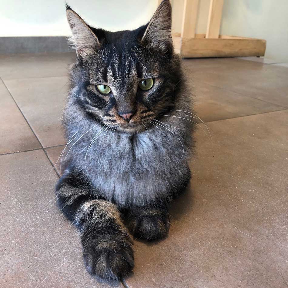 SNICKERS: A NEW RESCUED CAT