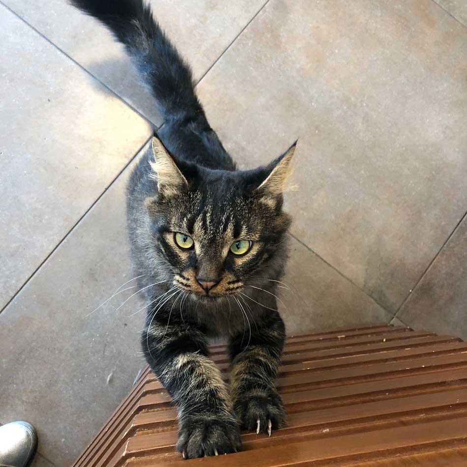 SNICKERS: A NEW RESCUED CAT