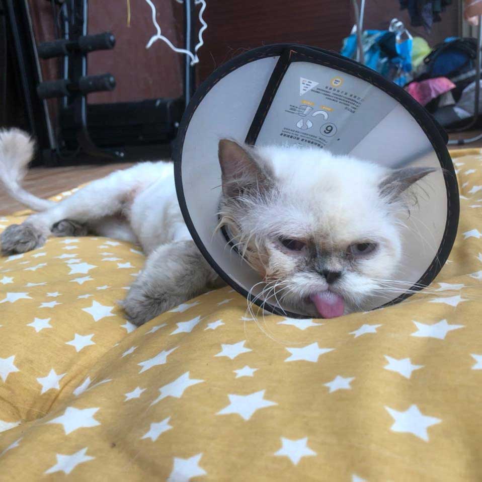 LAURIE: A DUMPED CAT WITH A MOUTH INFECTION