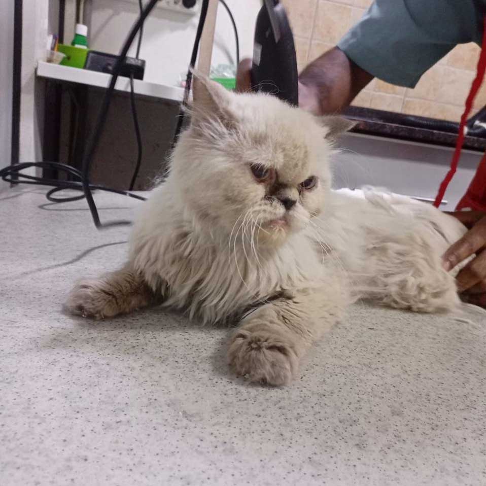 LAURIE: A DUMPED CAT WITH A MOUTH INFECTION