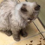 LAURIE: A DUMPED CAT WITH A MOUTH INFECTION