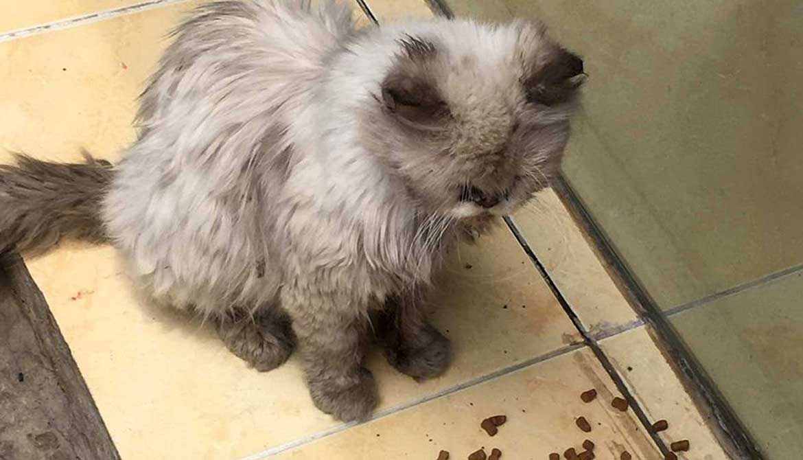 LAURIE: A DUMPED CAT WITH A MOUTH INFECTION