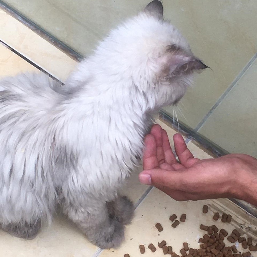 LAURIE: A DUMPED CAT WITH A MOUTH INFECTION