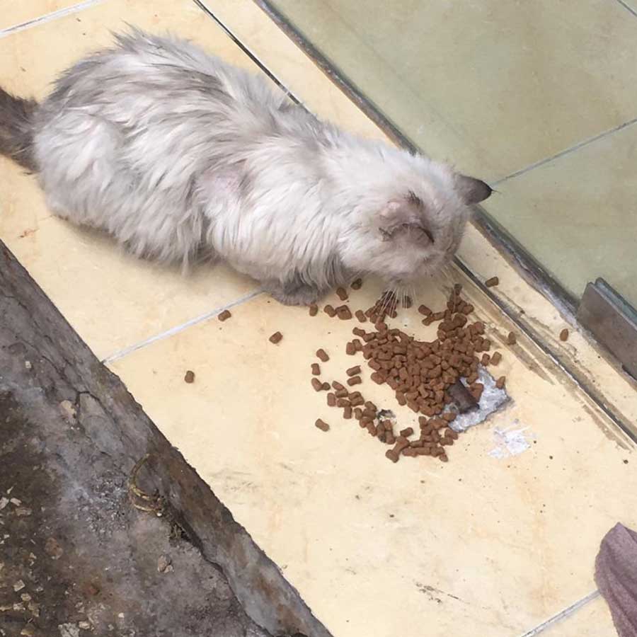 LAURIE: A DUMPED CAT WITH A MOUTH INFECTION