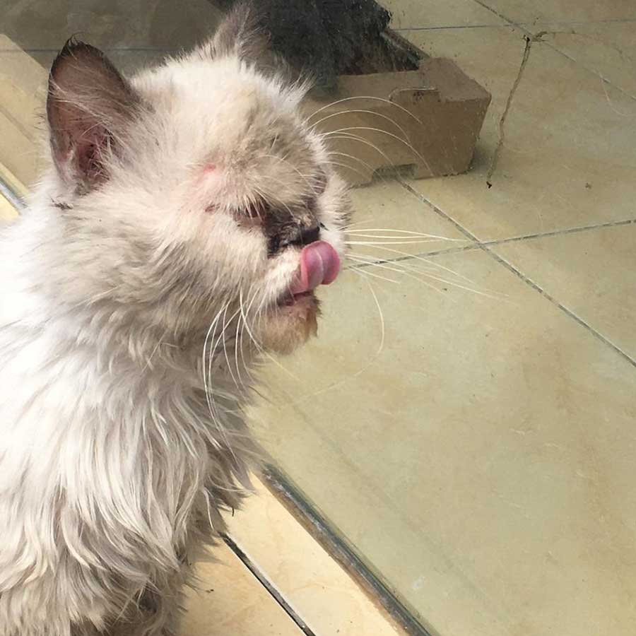 LAURIE: A DUMPED CAT WITH A MOUTH INFECTION