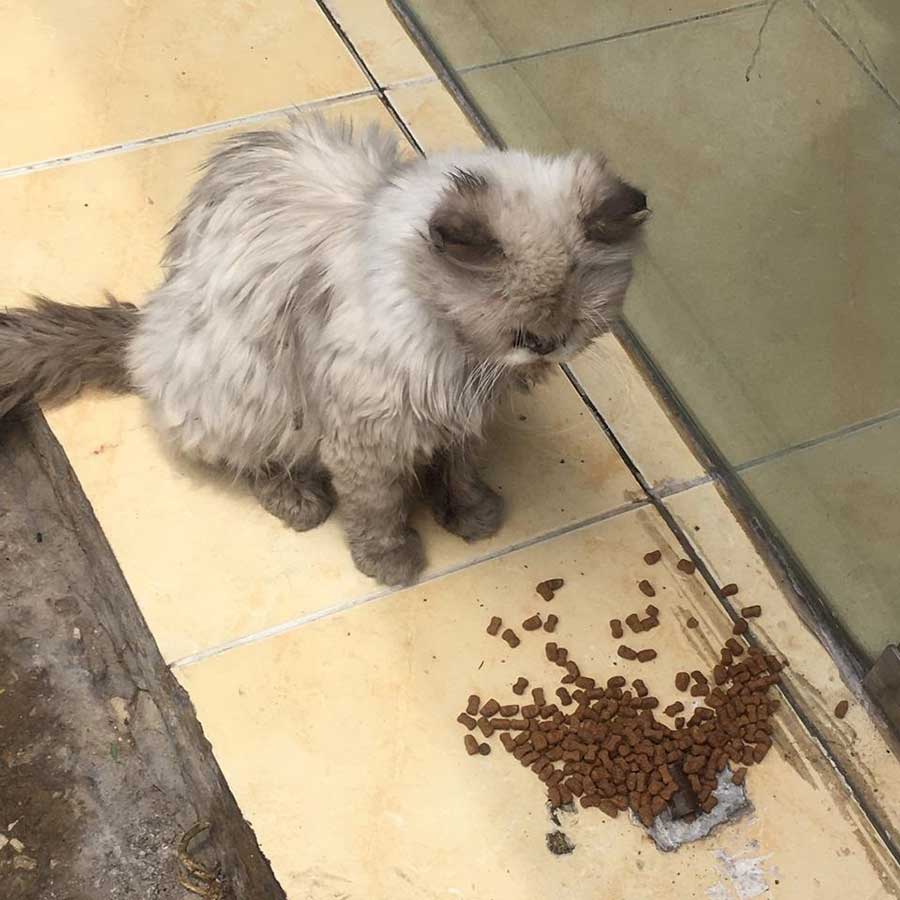LAURIE: A DUMPED CAT WITH A MOUTH INFECTION