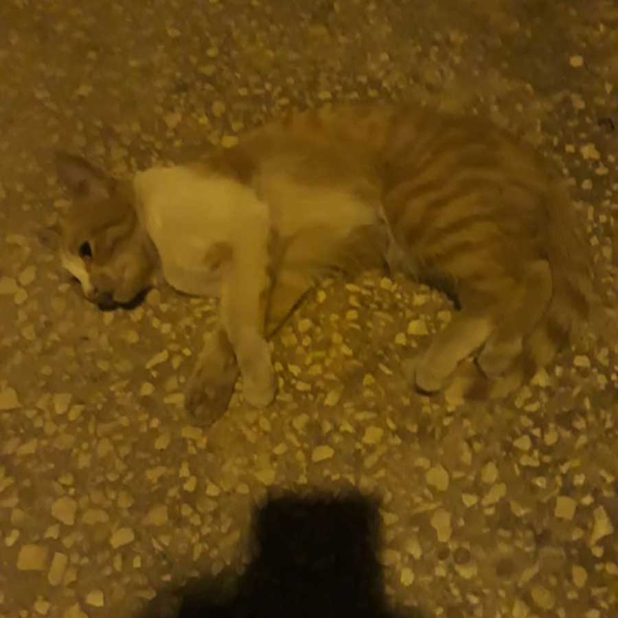PUMPKIN: A KITTEN HIT BY A CAR