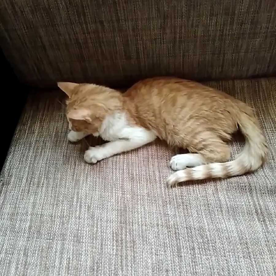 PUMPKIN: A KITTEN HIT BY A CAR