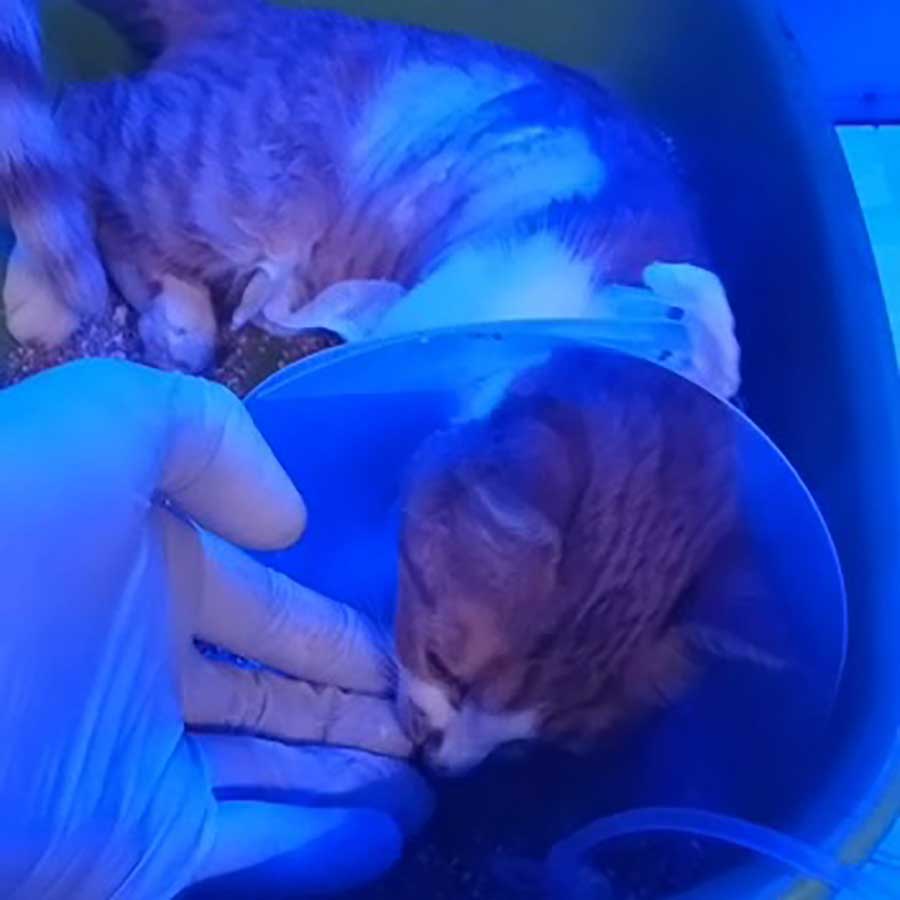 PUMPKIN: A KITTEN HIT BY A CAR