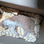 PUMPKIN: A KITTEN HIT BY A CAR