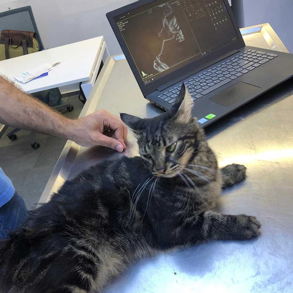 SNICKERS: A NEW RESCUED CAT