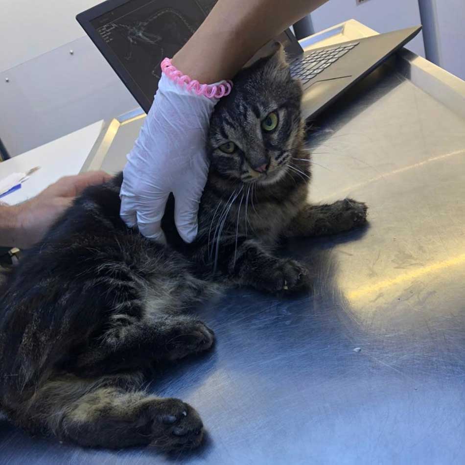 SNICKERS: A NEW RESCUED CAT