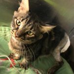 SNICKERS: A NEW RESCUED CAT