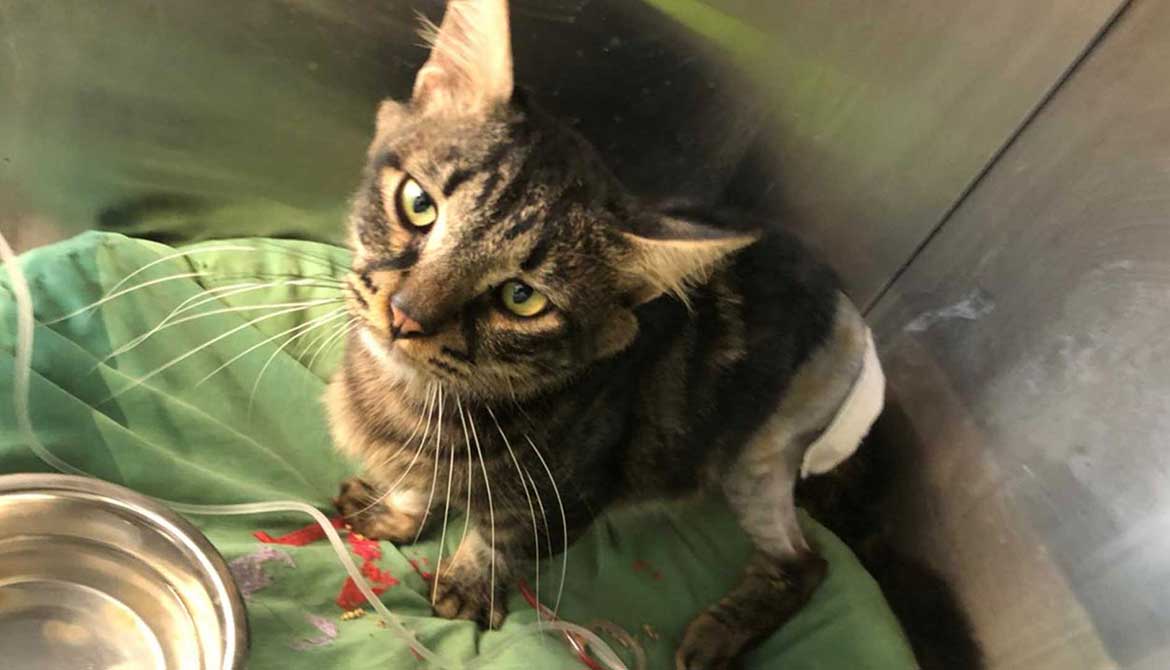 SNICKERS: A NEW RESCUED CAT