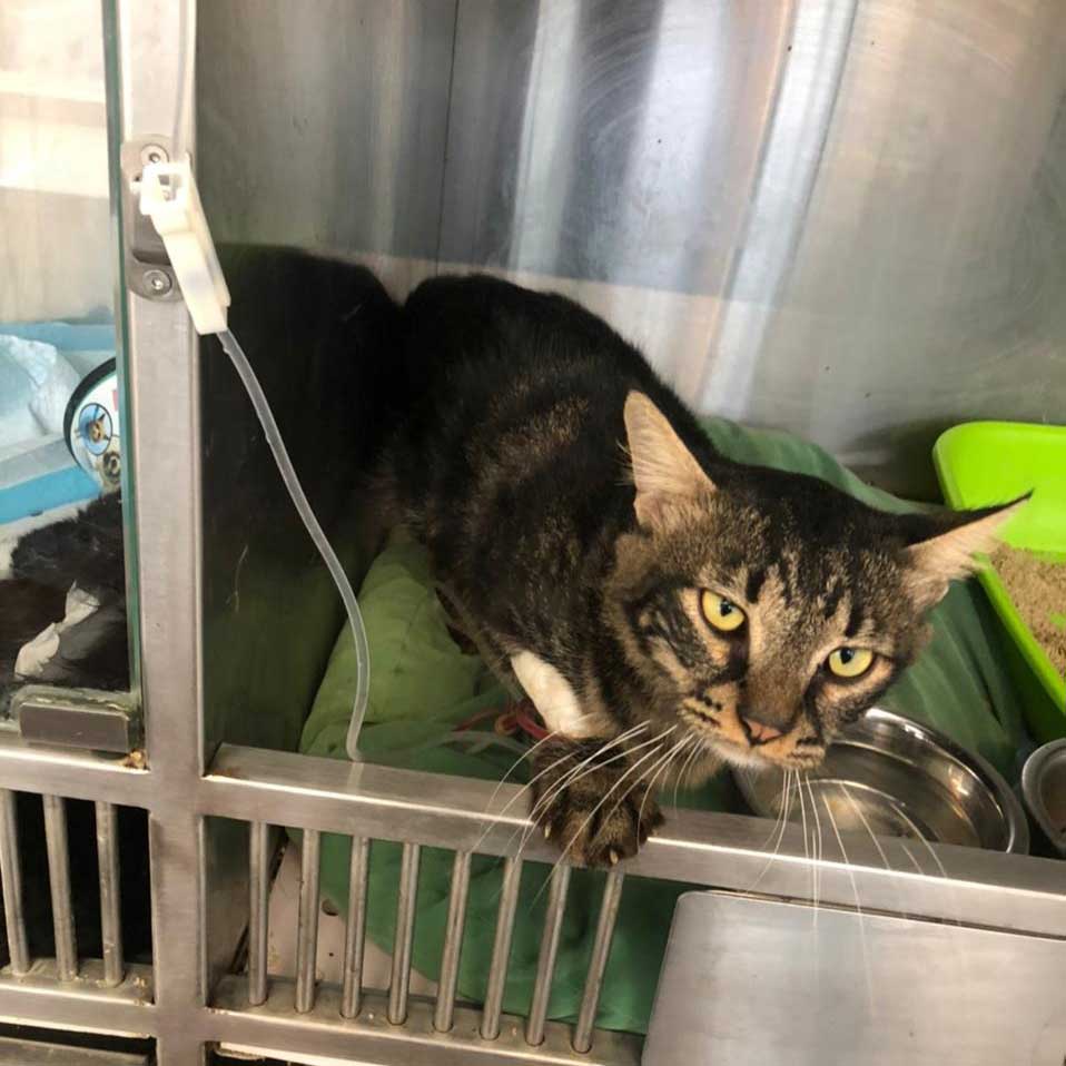 SNICKERS: A NEW RESCUED CAT