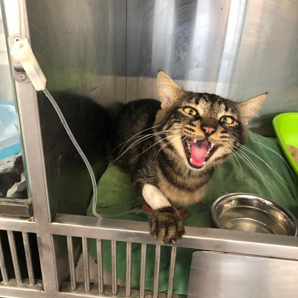 SNICKERS: A NEW RESCUED CAT