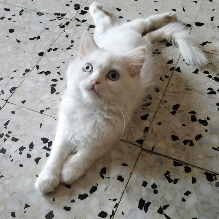 PUFFY: THE PARALYZED KITTEN