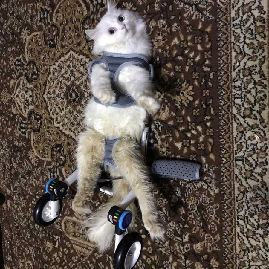 PUFFY: THE PARALYZED KITTEN