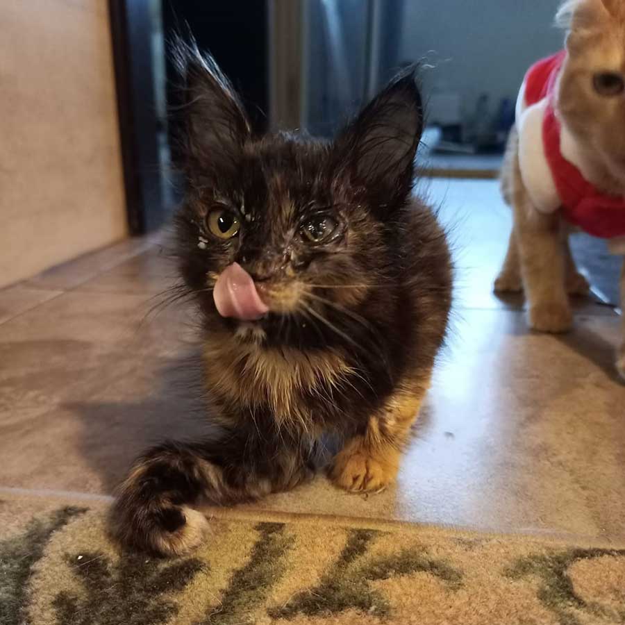 LUCIE: THE TINY KITTEN CRYING IN THE STREETS