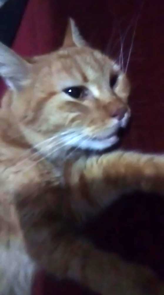 ANTAR: A CAT NOT ABLE TO BREATHE