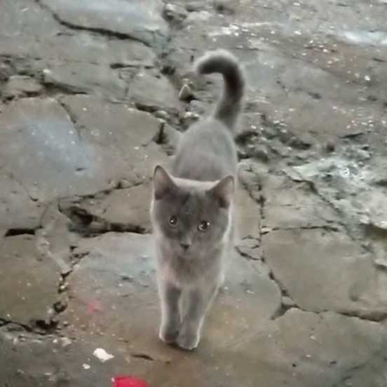 BLUE: THE DUMPED CAT