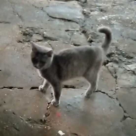 BLUE: THE DUMPED CAT