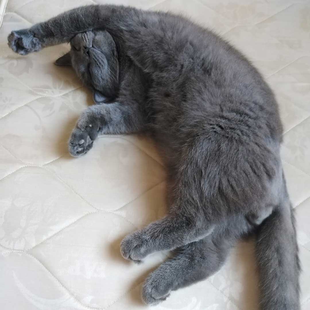 BLUE: THE DUMPED CAT