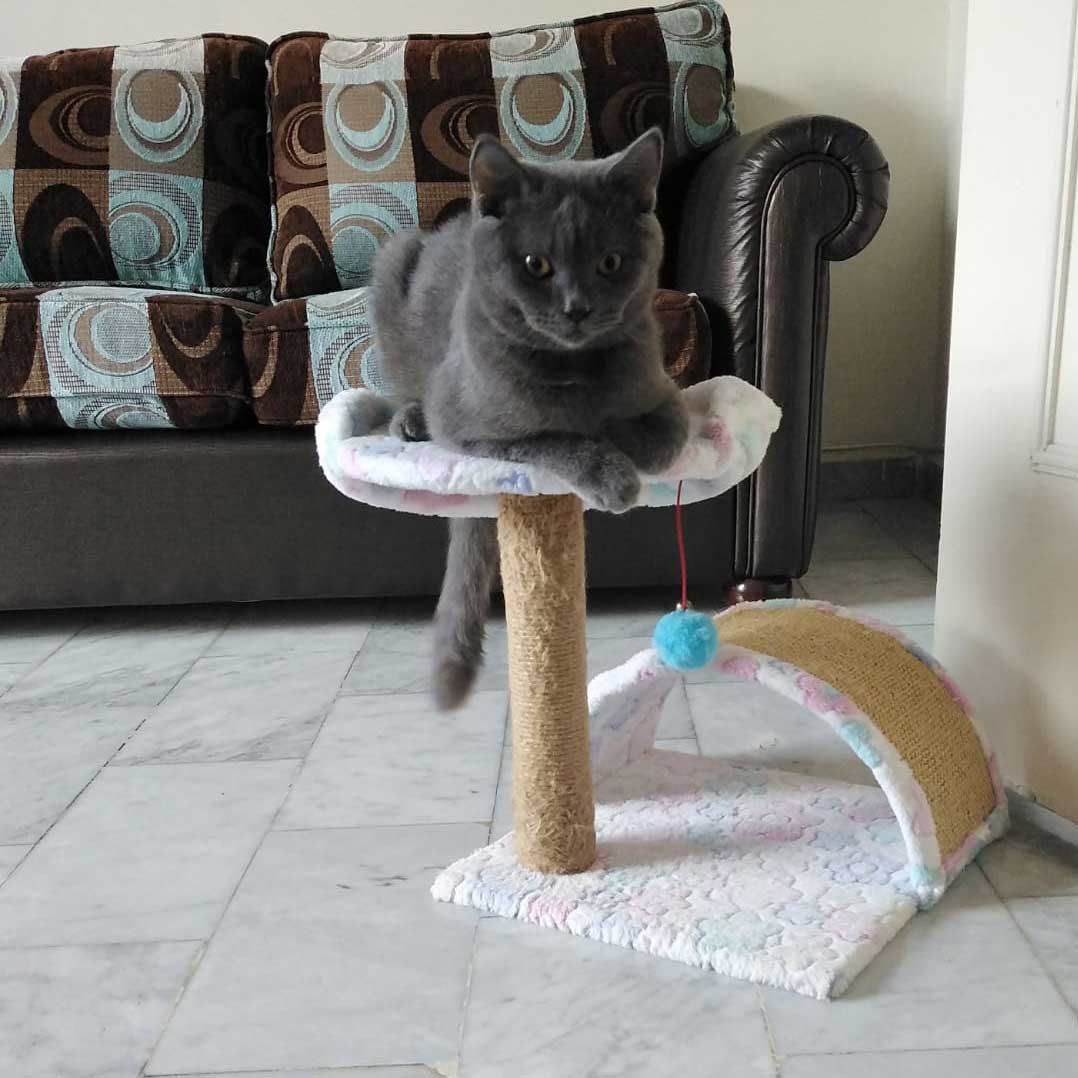 BLUE: THE DUMPED CAT