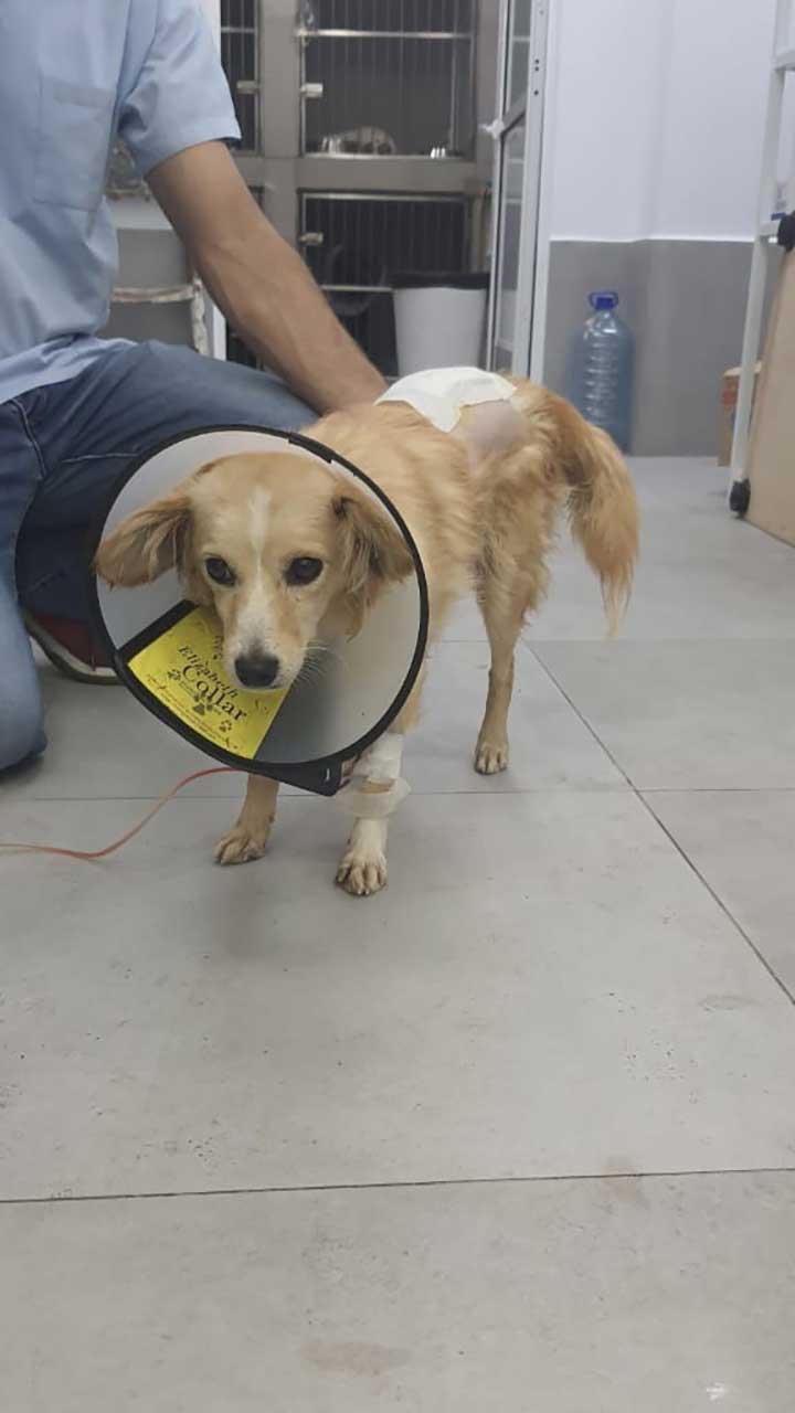 DAISY: THE ABUSED DOG
