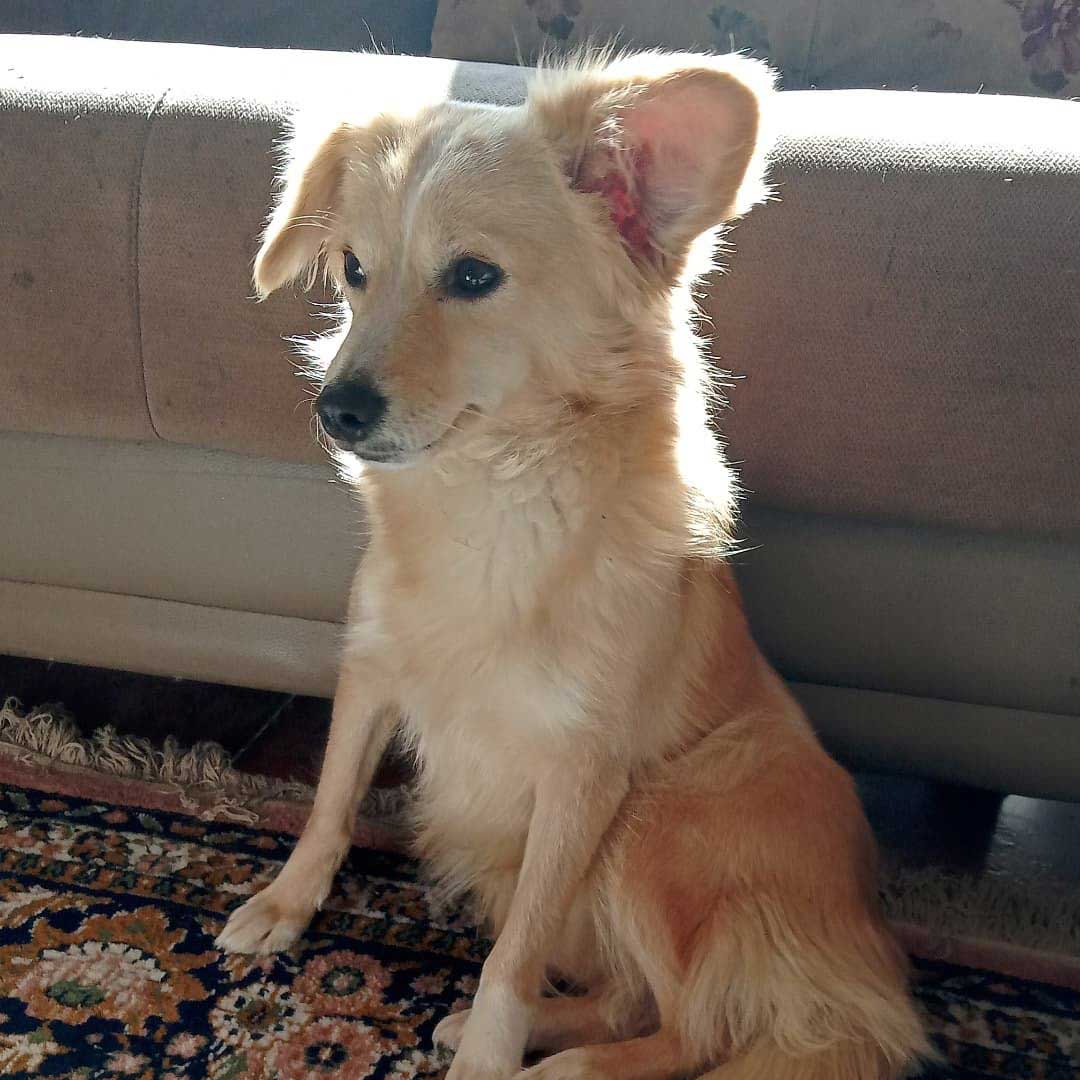 DAISY: THE ABUSED DOG