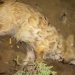DAISY: THE ABUSED DOG