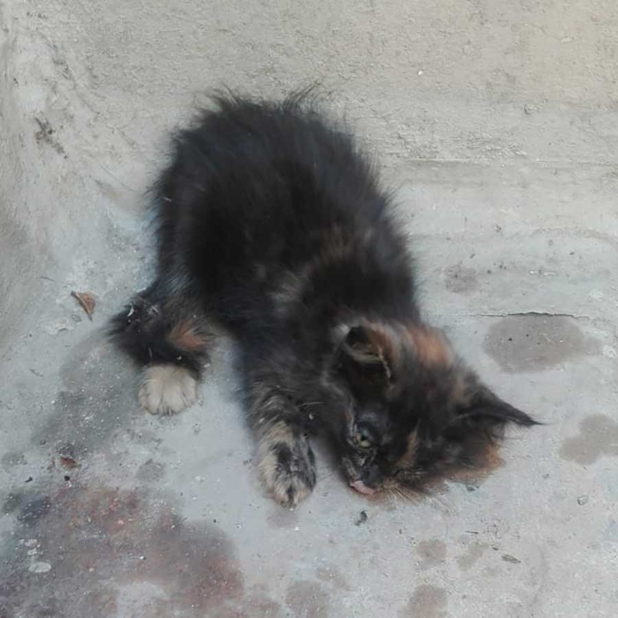 LUCIE: THE TINY KITTEN CRYING IN THE STREETS