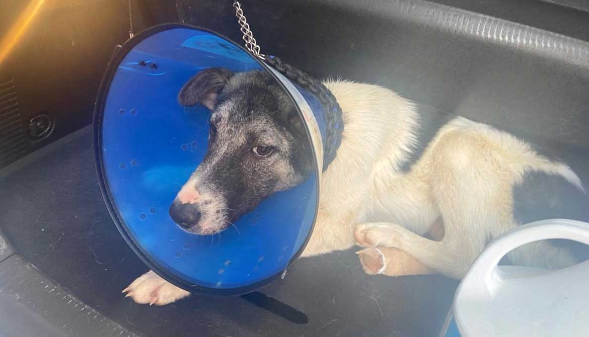 HOPE: A DOG RAN OVER BY A CAR