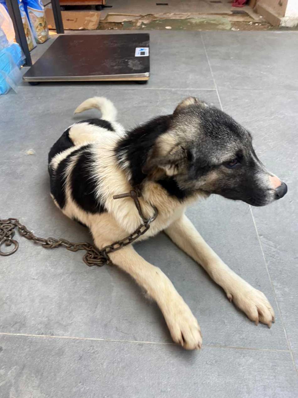HOPE: A DOG RAN OVER BY A CAR
