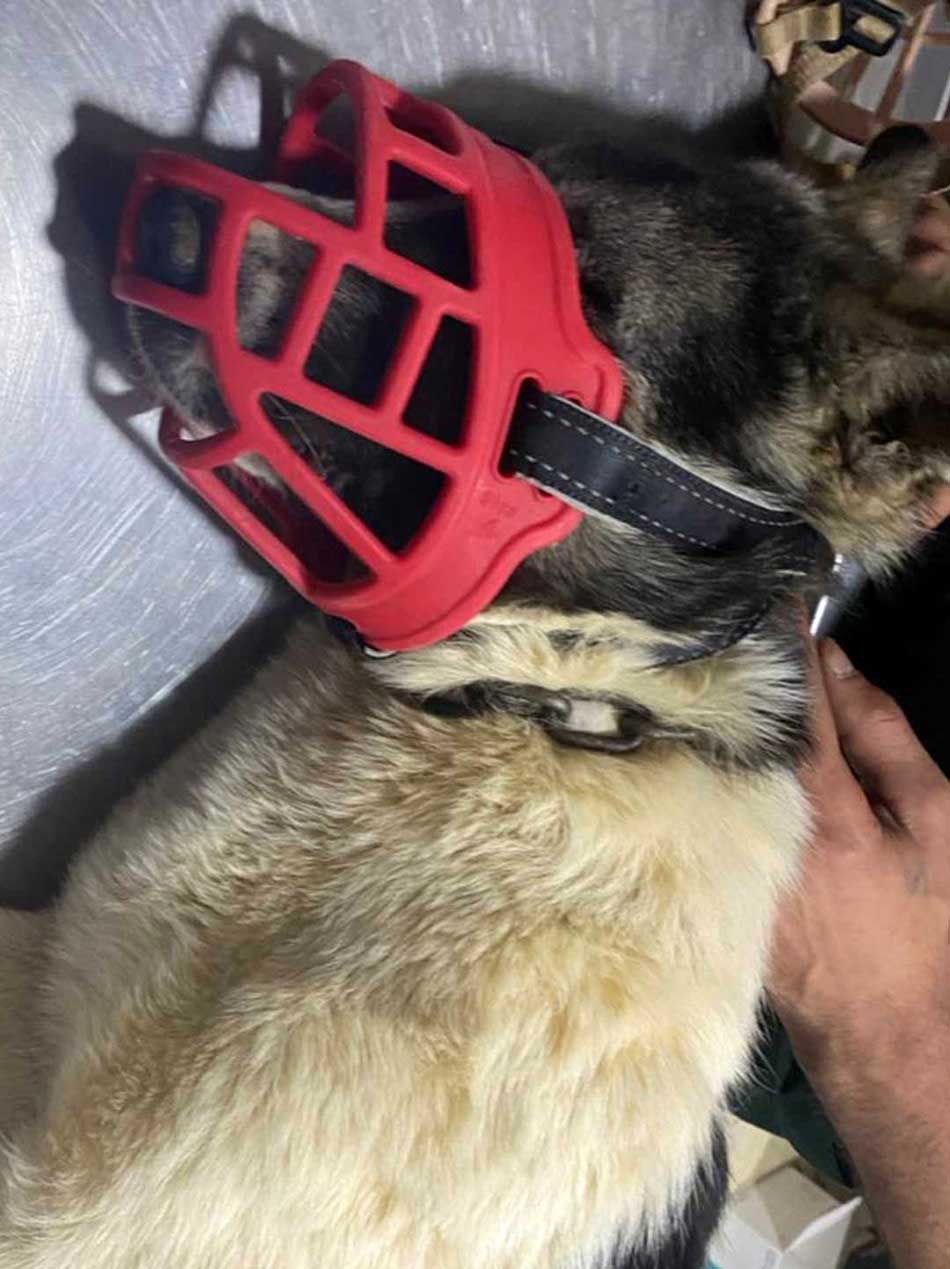 HOPE: A DOG RAN OVER BY A CAR