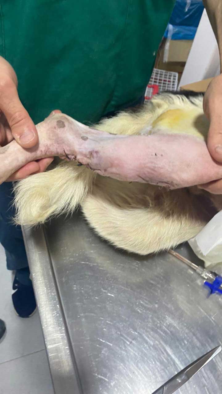 HOPE: A DOG RAN OVER BY A CAR