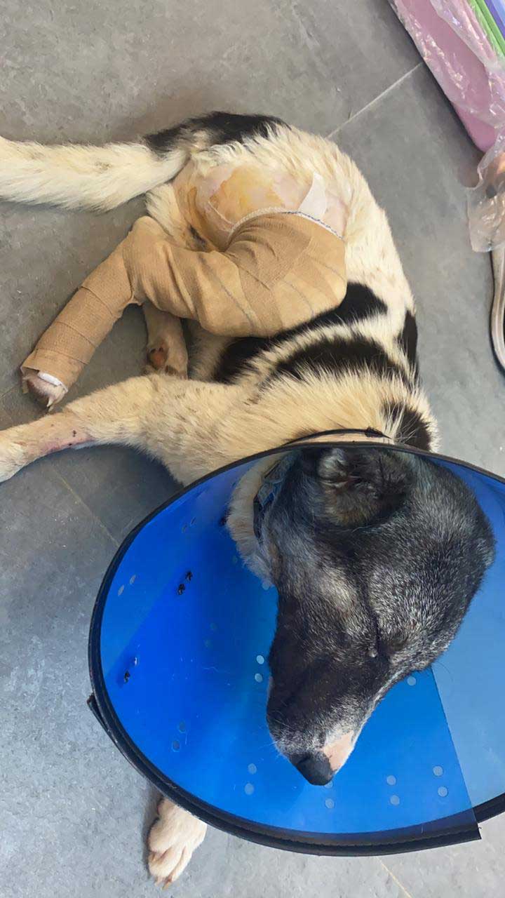 HOPE: A DOG RAN OVER BY A CAR