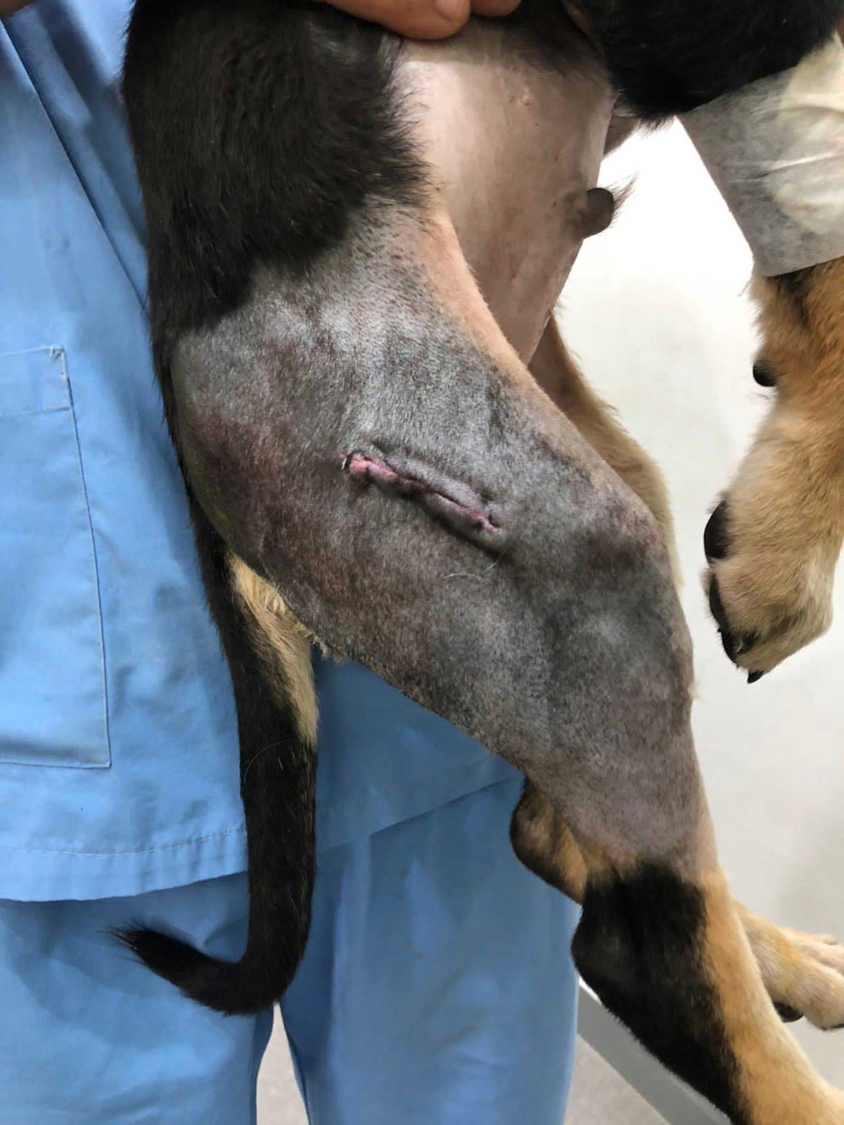 KIO: A PUPPY'S LEG NEEDING SURGERY