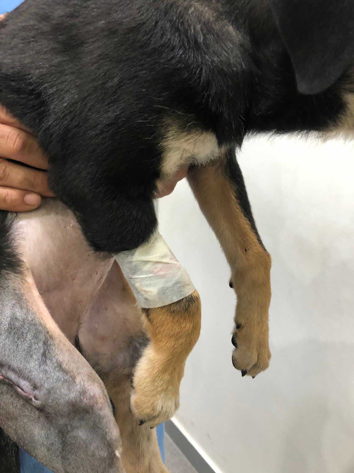 KIO: A PUPPY'S LEG NEEDING SURGERY