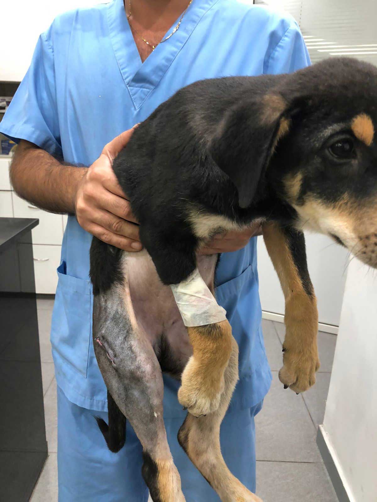 KIO: A PUPPY'S LEG NEEDING SURGERY