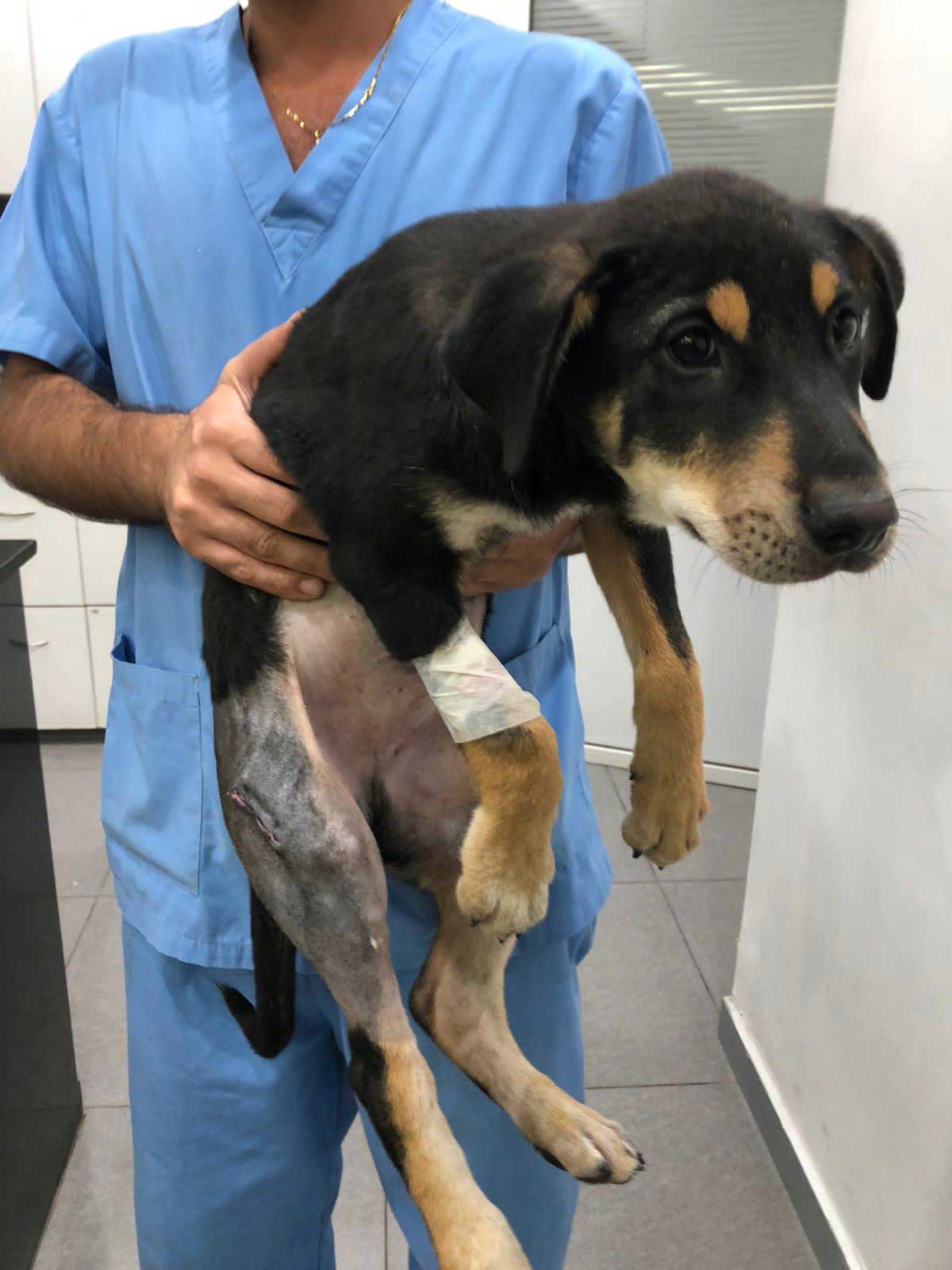 KIO: A PUPPY'S LEG NEEDING SURGERY