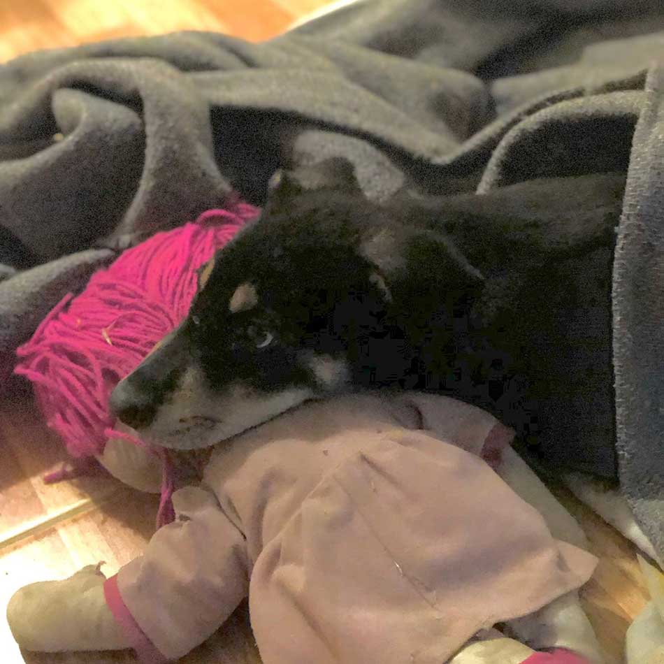 KIO: A PUPPY'S LEG NEEDING SURGERY