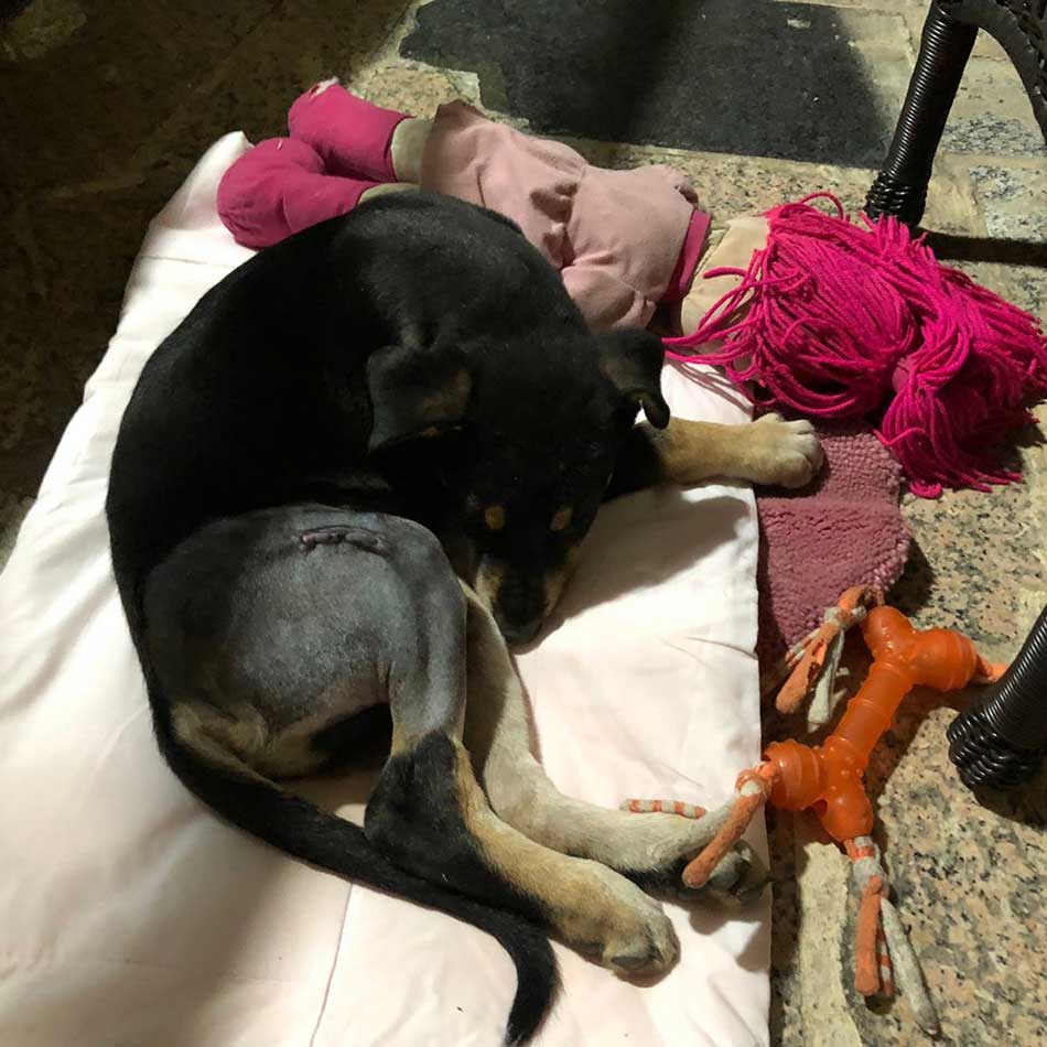 KIO: A PUPPY'S LEG NEEDING SURGERY