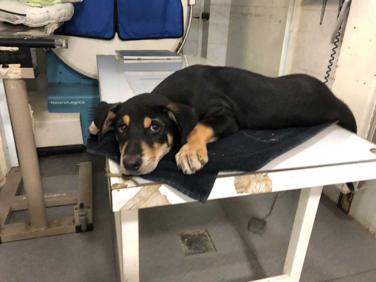 KIO: A PUPPY'S LEG NEEDING SURGERY