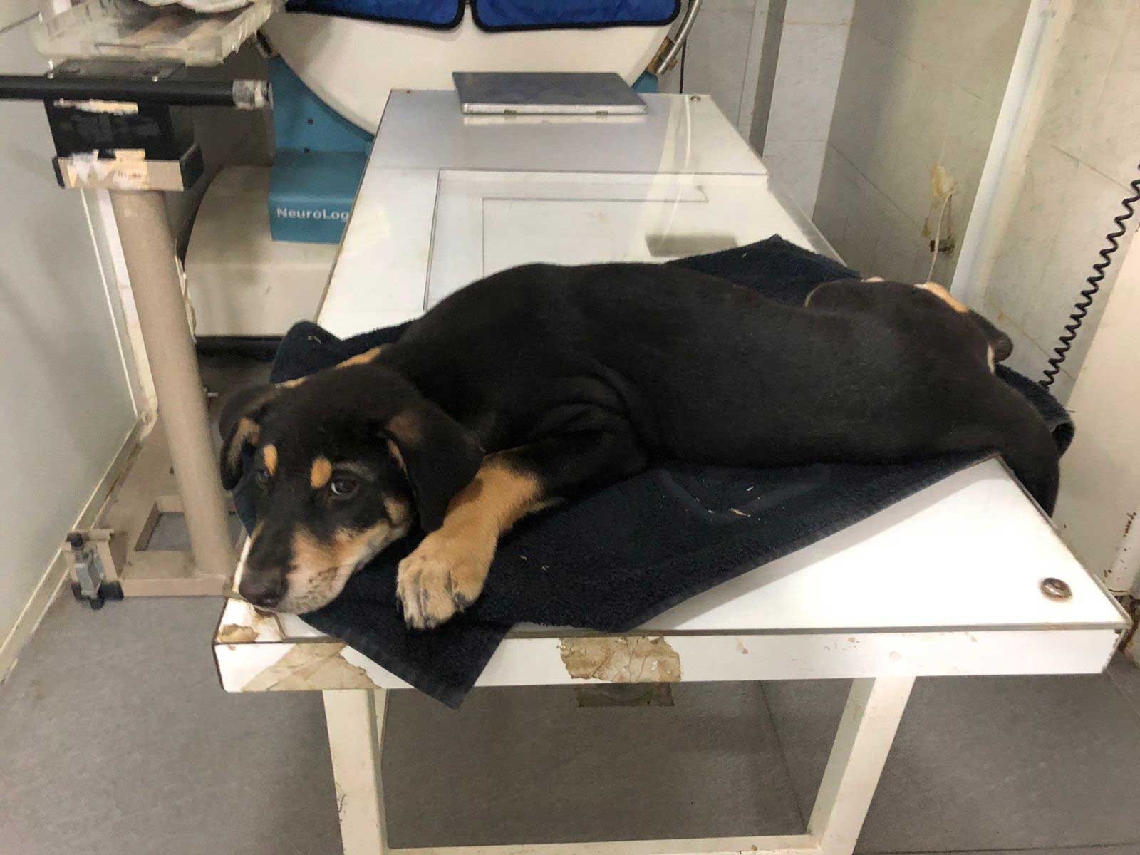 KIO: A PUPPY'S LEG NEEDING SURGERY