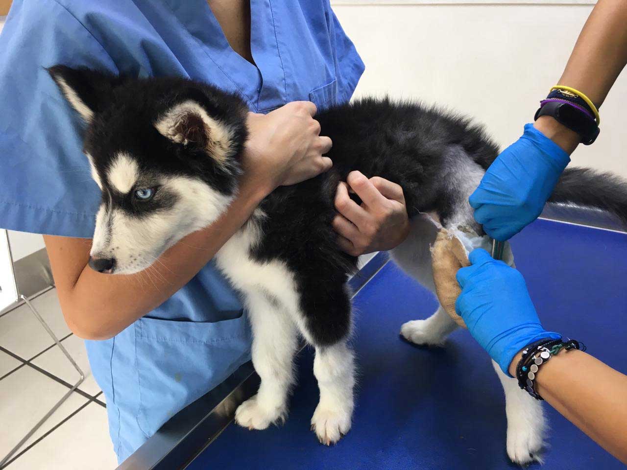 DUMPED PUPPY WITH A BROKEN LEG
