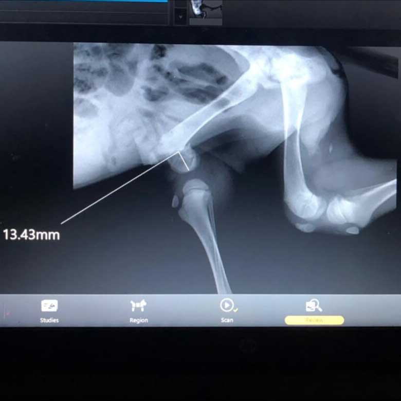 DUMPED PUPPY WITH A BROKEN LEG